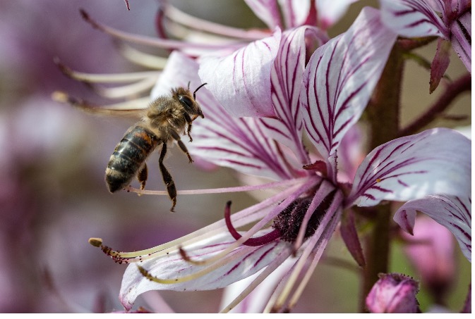 Bienen bei der Bestäubung des „Brennenden Busches“ (Dictamnus)