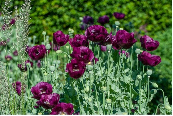 Violetter Mohn (Papaver orientale „Pattys Plum“) in voller Blütenpracht