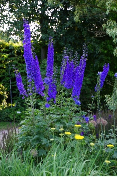 Die blauen Blüten des Eisenhut (Aconitum „Arendsii) stechen im Staudenbeet hervor.