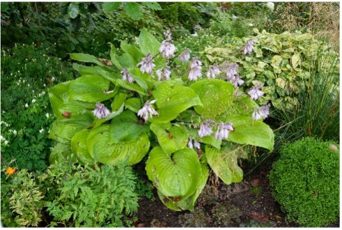 Selbst im Schatten kann man einige Blüten entdecken, z.B. die filigranen Blüten der Hosta cultorum