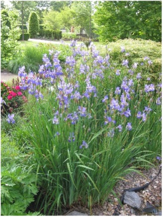 Schwertlilien – hier eine Iris sibirica – als wertvolle heimische Staude!