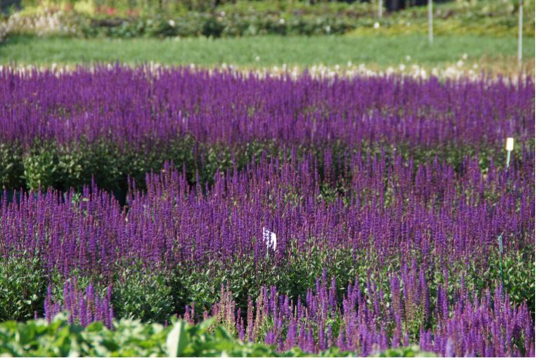 Unsere Lavendel Felder im Sonnenschein