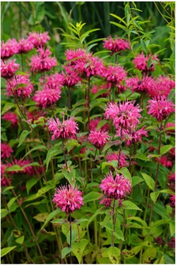 Indianernessel (Monarda „Pink Lace“) sticht im Beet mit einem satten Pink hervor.