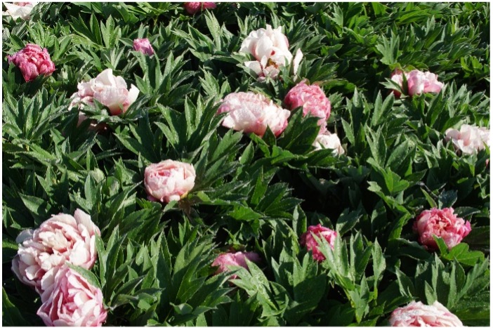 Pfingstrose (Paeonia „Sarah Bernhardt“) zwischen dem satten Grün der Blätter