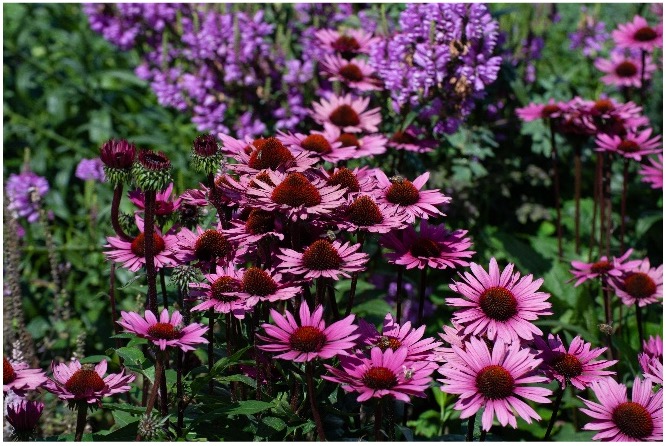 Purpursonnenhut (Echinacea „Fatal Attraction“) inmitten seiner Beet-Nachbarn.