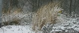 Winterharte Stauden mit Schnee bedeckt
