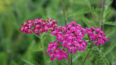 Achillea millef. 'Cerise Queen'