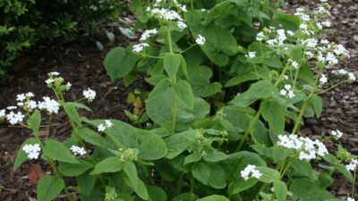 Brunnera macr. 'Betty Bowring'