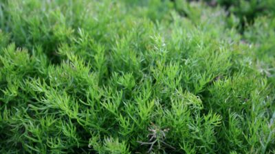 Chamaemelum nobile 'Treneague'