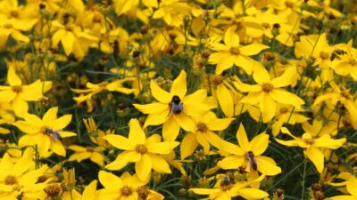 Coreopsis verticillata 'Grandiflora'