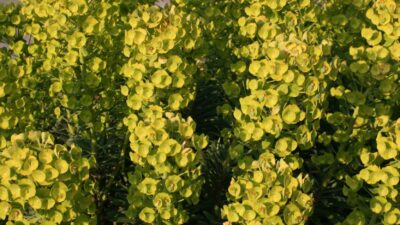 Euphorbia characias 'Humpty Dumpty'