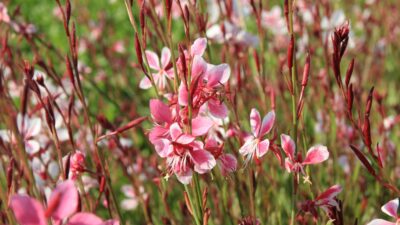 Gaura lindheimeri 'Siskiyou Pink'