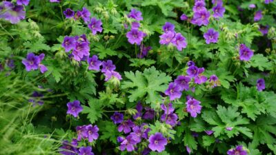Geranium ibericum 'Vital'