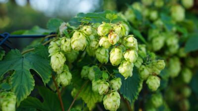 Humulus lupulus