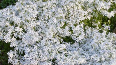 Phlox divaricata 'May Breeze'