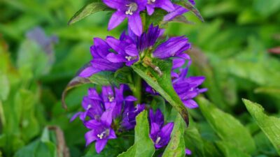 Campanula glomerata 'Acaulis'