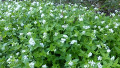 Asperula taurina