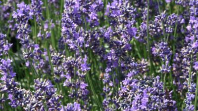Lavandula angustifolia 'Siesta'