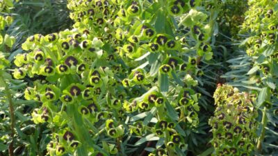 Euphorbia characias 'Black Pearl'