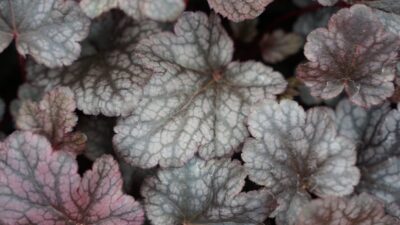 Heuchera micrantha 'Plum Pudding' ®