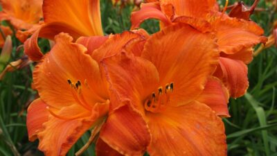 Hemerocallis x cult. 'Mauna Loa'