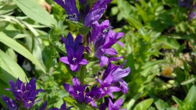 Campanula glomerata 'Dahurica'