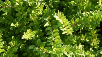 Lonicera nitida 'Maigrün'