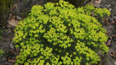 Euphorbia cyparissias 'Fens Ruby'