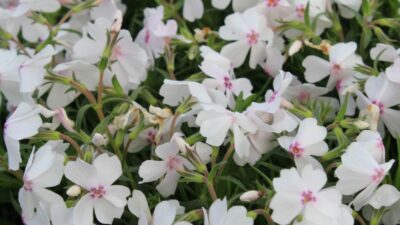 Phlox subulata 'Amazing Grace'