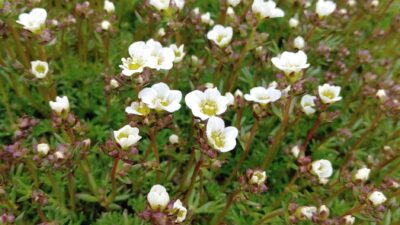 Saxifraga x arendsii 'Frühlingsschnee'