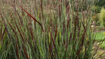 Panicum virgatum 'Heiliger Hain'