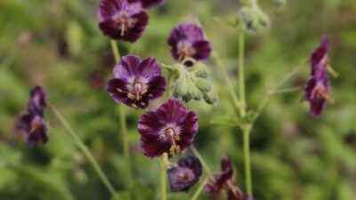 Geranium phaeum 'Samobor'