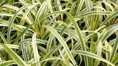 Liriope muscari 'Variegata'