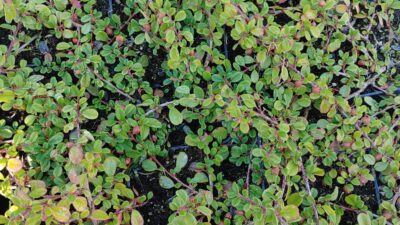 Cotoneaster dammeri 'Frieder's Evergreen'