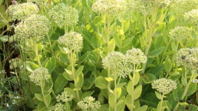 Sedum spectabile 'Iceberg'