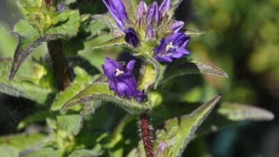 Campanula glomerata