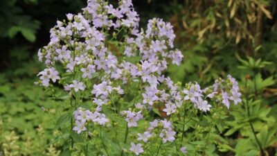Campanula lactiflora 'Loddon Anne'