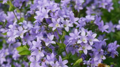 Campanula lactiflora 'Prichard'