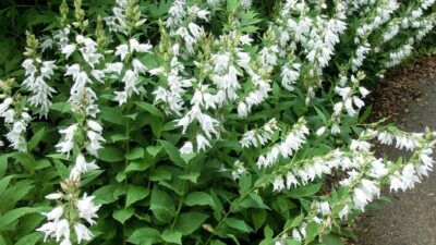 Campanula latifolia var. macrantha 'Alba'