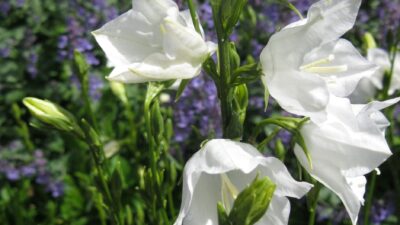 Campanula persicifolia 'Grandiflora Alba'