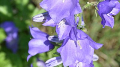 Campanula persicifolia 'Grandiflora Coerulea'