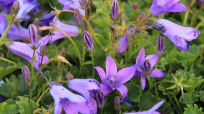 Campanula portenschlagiana 'Birch'