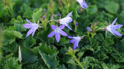 Campanula poscharskyana 'Stella'