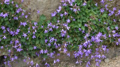 Campanula poscharskyana