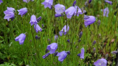 Campanula rotundifolia