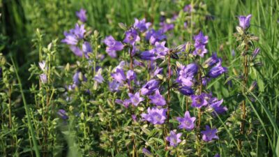 Campanula trachelium