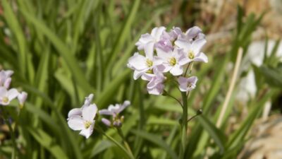 Cardamine pratensis