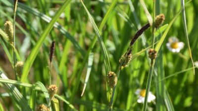 Carex acuta
