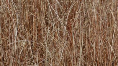 Carex buchananii