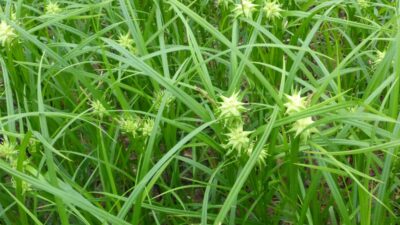 Carex grayi